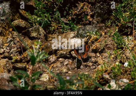 Small Brown and Orange Butterfly Resting on Rocky Ground in Nature Stock Photo