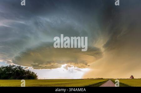 Dramatic supercell storm cloud forming over a canola field at sunset Stock Photo