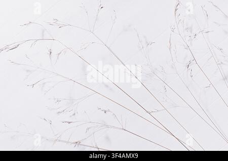 Simple modern organic calm background with beige panicles of dry grass on white wood board, top view. Stock Photo