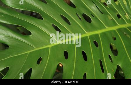 Close-up of monstera deliciosa leaf revealing artistic natural fenestration and leaf veins Stock Photo