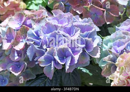 Closeup of eye-catching Hydrangeas blooming in the warm sunlight Stock Photo