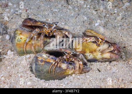 Three hermit crabs, Dardanus lagopodes, have independently chosen the distinctive shells of strawberry conchs, Conomurex luhuanus, as their mobile hom Stock Photo