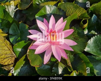 Top view of a pink water lily blooming in a pond. Features green lily pads and dew drops on petals. Perfect for wellness and nature-themed designs. Stock Photo