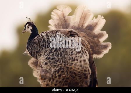 Side profile view of a female Indian peafowl or peahen (Pavo cristatus) displaying fanned out tail feathers. Detailed telephoto portrait showing uniqu Stock Photo