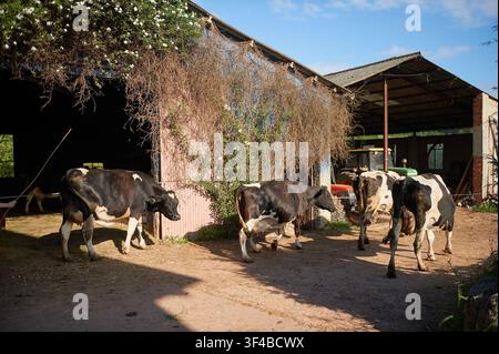 Holstein cows are waiting and walking around farm buildings on a dirt yard, with one cow being guided towards the barn on a sunny day, representing li Stock Photo