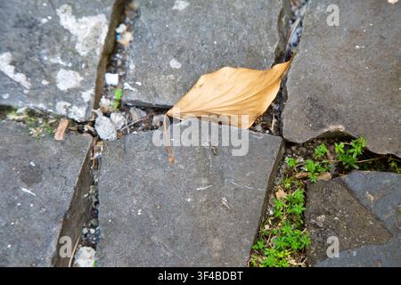 Dry leaf resting on cracked stone pavement with small green plants growing through gaps, viewed from above in quiet urban setting, showing texture Stock Photo