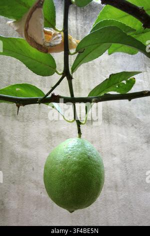 A close-up of a lemon tree. The four-seasons green fruit grows strong on the branch in a garden, displaying its natural thorns and dense leaves. Stock Photo