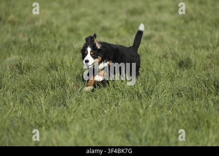 A Bernese cattle dog puppy runs playfully through the grass, a Bernese cattle dog (Canis lupus familiaris) plays in a meadow, running, puppy, young do Stock Photo