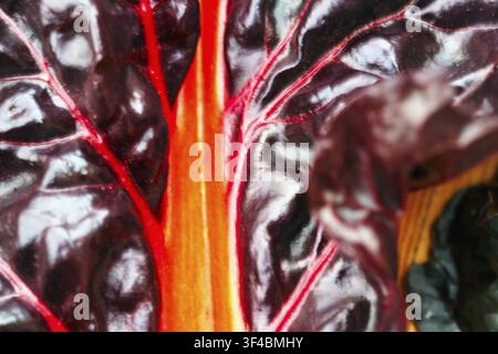 Swiss chard (Beta vulgaris), variegated, Swiss chard leaf, orange, red, motion blur, texture, full-frame Stock Photo
