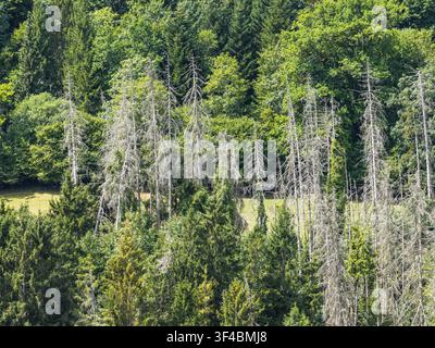 Forest deaths in the Black Forest, dry conifers in a forest, drone photo. Horb am Neckar, Baden-Wuerttemberg, Germany Stock Photo
