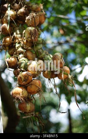 Freshly harvested golden onions hanging in bunches to dry outdoors in natural sunlight during the summer harvest season. Stock Photo