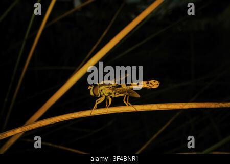 Common long-bellied hoverfly (Sphaerophoria scripta), night-time photograph, perched on a stalk, North Rhine-Westphalia, Germany Stock Photo