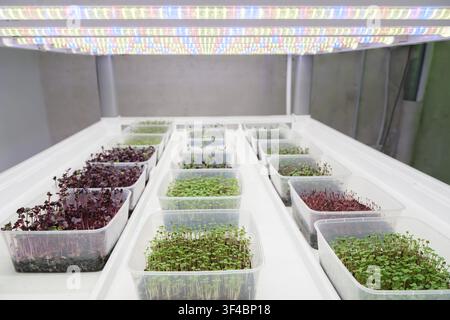 Various microgreens are cultivated in clear plastic containers, illuminated by colorful LED lights in a controlled indoor environment Stock Photo