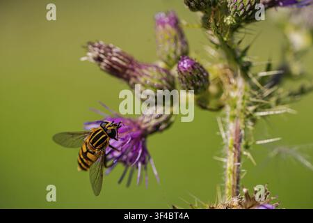 Large marsh hoverfly (Helophilus trivittatus), foraging on a thistle, North Rhine-Westphalia, Germany Stock Photo