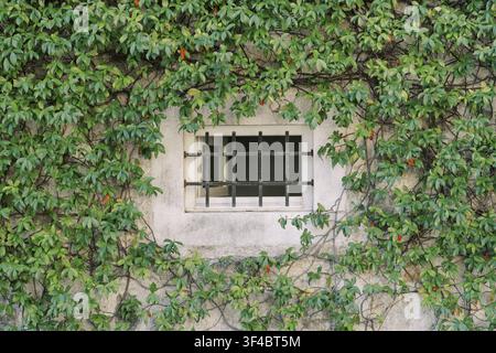 Ivy Covered Stone Wall with Barred Window, Dense Climbing Vines Framing Weathered Masonry, Moss Patches and Textured Grout, Softened Stock Photo