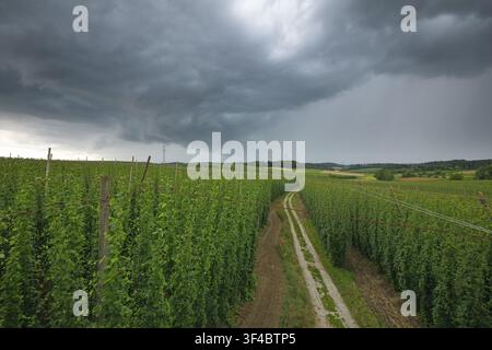 Horizontal wide-angle view of a dirt path winding through green hop fields under a dark, dramatic storm sky with heavy rain clouds. Hallertau, Bavaria Stock Photo