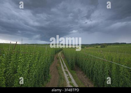 Horizontal wide-angle view of a dirt path winding through green hop fields under a dark, dramatic storm sky with heavy rain clouds. Hallertau, Bavaria Stock Photo