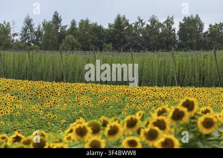 Horizontal view of a vibrant blooming sunflower field (Helianthus annuus) in the foreground directly adjacent to a high green hop garden with wooden t Stock Photo