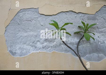 Frangipani, wax flower, Flor de Cebo or temple tree (Plumeria) peeling away from the paint on a house wall, Palermo Botanical Garden or Orto Botanico Stock Photo
