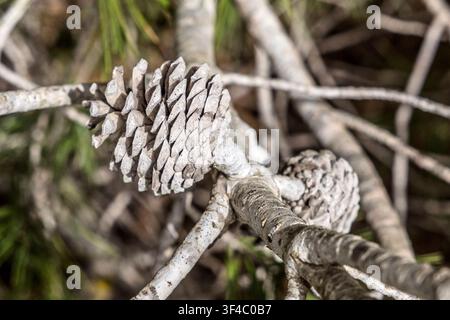 2 dried Aleppo pine cones on the thin branches of a tree in a woodland setting, Riserva Naturale di Randello, Ragusa, Sicily, Italy Stock Photo