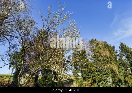 Tulip magnolia (Magnolia * soulangeana), closed buds beginning to open in March, North Rhine-Westphalia, Germany Stock Photo