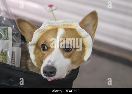 Close portrait of welsh corgi dog sitting in stroller wearing knitted hat indoors. Bright eyes and friendly expression create charming companion pet i Stock Photo