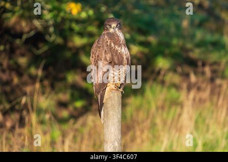 Common Buzzard sitting on a fence pole and looking towards the camera Stock Photo