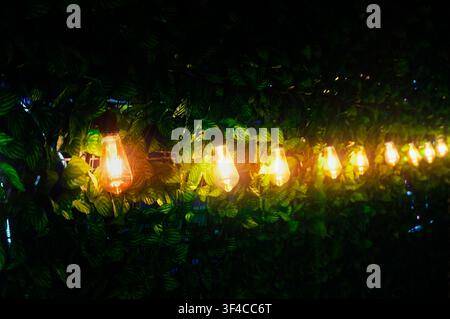 A row of glowing warm vintage Edison string lights hanging against a wall of dark green artificial foliage and leaves Stock Photo