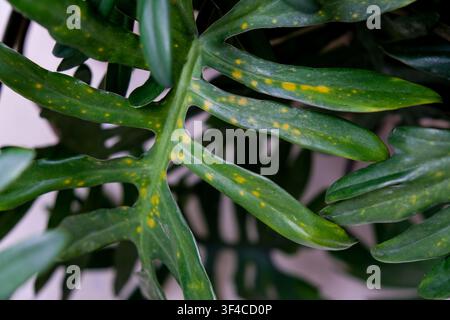 Macro close-up of leaf spot disease on Philodendron xanadu Stock Photo