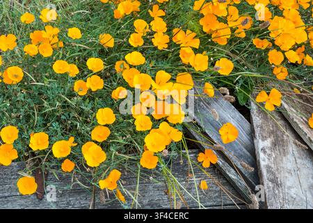 California poppies, Eschscholzia californica, growing through shingle and old wood in a Norfolk garden. Stock Photo