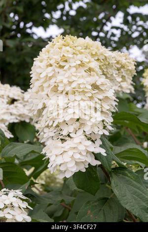 Hydrangea paniculata 'Limelight' Stock Photo