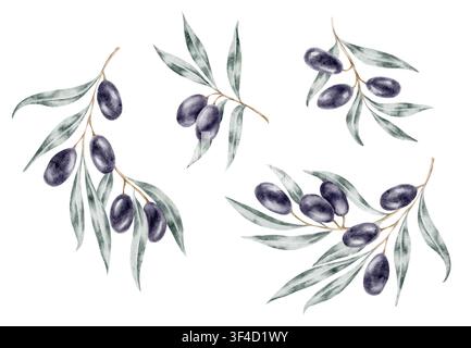 Green olive branches and black olives watercolor clipart composition featuring separate botanical elements for olive oil labels, food packaging, menus Stock Photo