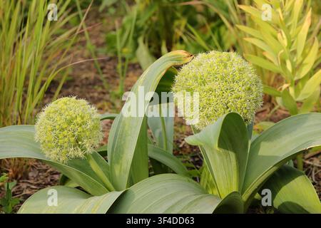Flowering Allium karataviense 'Ivory Queen' with creamy-white flower heads and large leaves Stock Photo