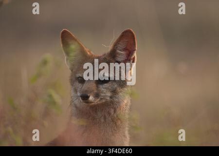 Portrait of a Bengal fox sitting amidst the grass on the Masai Plateau near Panhala fort. Stock Photo