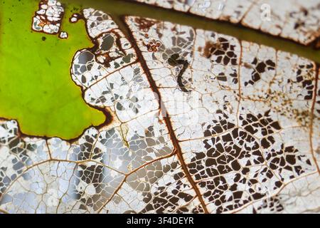A skeletonized leaf decayed leaf venation green patch close up macro Stock Photo