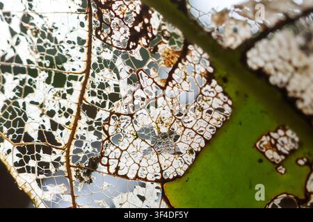 A skeletonized leaf with delicate vein network and translucent decayed tissue revealing light through intricate lace pattern, soft natural tones and o Stock Photo