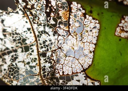 A delicate decayed leaf skeleton with translucent veins and green edge, macro nature texture showing intricate lace like pattern and organic decay Stock Photo