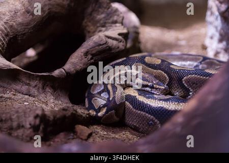 A ball python (Python regius) with distinct yellow and brown scale patterns resting in a defensive coil inside a dark hollow log terrarium habitat. Stock Photo