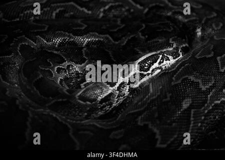 black and white image of ball python (Python regius) with distinct yellow and brown scale patterns resting in a defensive coil inside a dark hollow log terrarium habitat. Stock Photo