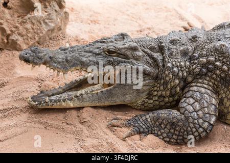 A close-up profile view of a large crocodile resting on dry, sandy ground with its mouth slightly open, revealing its sharp teeth and thick, armored scaly skin. Stock Photo