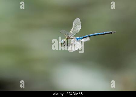 Große Königslibelle, Grosse Königslibelle, Grosse Königs-Libelle, Männchen, Flug, fliegend, Flugbild, Anax imperator, Emperor Dragonfly, male, flight, Stock Photo