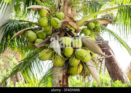 Cluster of fresh green coconuts growing on palm tree close-up low angle view Stock Photo