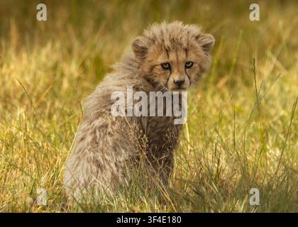 Young Cheetah Cub Sitting in Long Grass Stock Photo