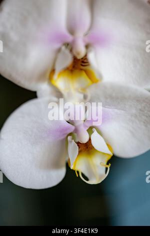 White peony flower plant in bloom on an interior garden Stock Photo