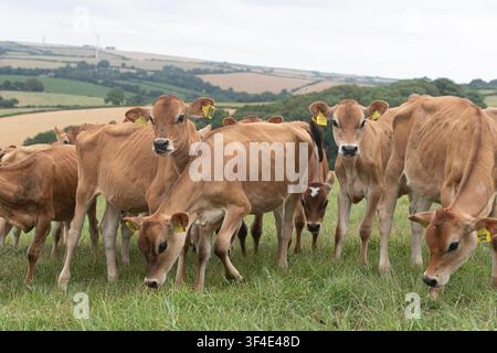 herd of jersey cows in a field Stock Photo
