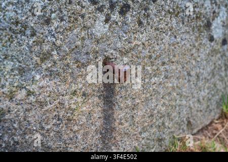 A detailed close-up shot of an aged, rusted bolt protruding from a weathered, granite-like stone surface. Stock Photo
