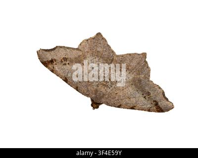 Adult UK summer flying Sharp-angled Peacock moth, Macaria alterna, isolated on a white background Stock Photo