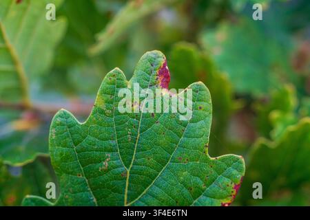 Extreme close-up of a single green oak tree leaf demonstrating its intricate vein structure and textured surface. Stock Photo