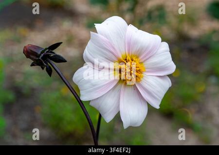 Dahlia Bishop of Dover Stock Photo
