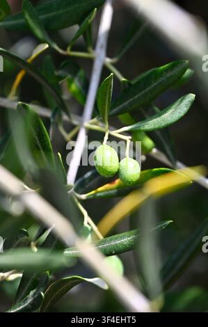 A focused vertical view highlighting small, firm drupes nestled within narrow, lanceolate foliage, bathed in natural day illumination inside an agricultural orchard. Stock Photo